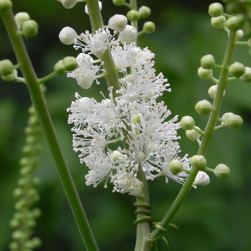 Actaea Racemora Actaea racemosa - Lautrejardin